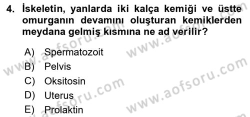 Hayvan Yetiştirme Dersi 2024 - 2025 Yılı (Vize) Ara Sınav Soruları 4. Soru