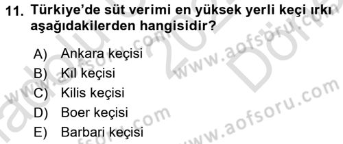 Hayvan Yetiştirme Dersi 2024 - 2025 Yılı (Final) Dönem Sonu Sınav Soruları 11. Soru