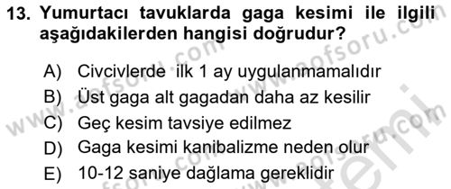 Hayvan Yetiştirme Dersi 2024 - 2025 Yılı (Final) Dönem Sonu Sınav Soruları 13. Soru