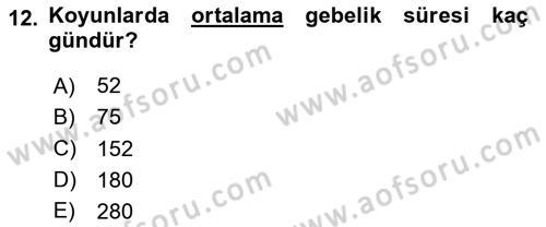 Hayvan Yetiştirme Dersi 2024 - 2025 Yılı Yaz Okulu Sınav Soruları 12. Soru