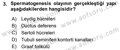 Hayvan Yetiştirme Dersi 2024 - 2025 Yılı Yaz Okulu Sınav Soruları 3. Soru