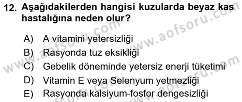 Hayvan Besleme Dersi 2018 - 2019 Yılı 3 Ders Sınav Soruları 12. Soru