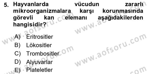 Hayvan Besleme Dersi 2018 - 2019 Yılı Yaz Okulu Sınav Soruları 5. Soru