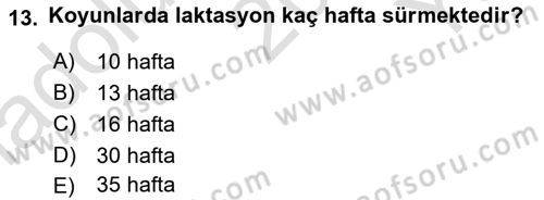 Hayvan Besleme Dersi 2023 - 2024 Yılı Yaz Okulu Sınav Soruları 13. Soru