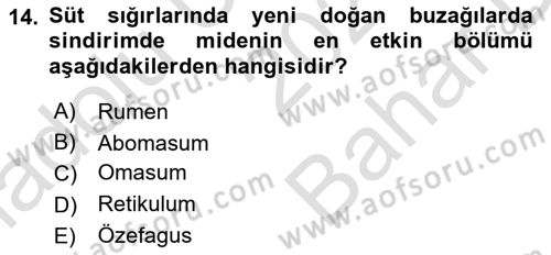 Hayvan Besleme Dersi 2024 - 2025 Yılı (Vize) Ara Sınav Soruları 14. Soru