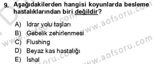 Hayvan Besleme Dersi 2024 - 2025 Yılı (Final) Dönem Sonu Sınav Soruları 9. Soru