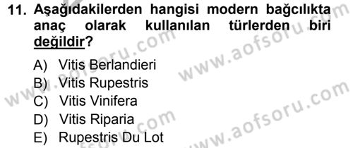 Bahçe Tarımı 2 Dersi 2012 - 2013 Yılı (Vize) Ara Sınav Soruları 11. Soru