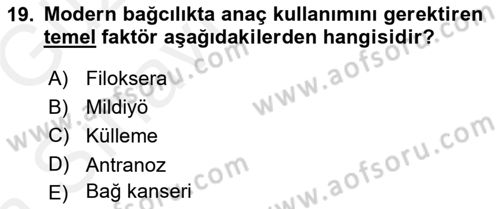 Bahçe Tarımı 2 Dersi 2018 - 2019 Yılı (Vize) Ara Sınav Soruları 19. Soru