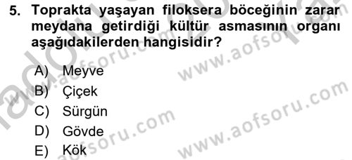 Bahçe Tarımı 2 Dersi 2018 - 2019 Yılı Yaz Okulu Sınav Soruları 5. Soru