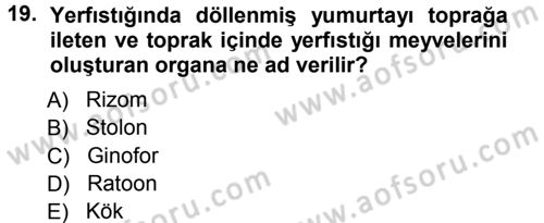 Tarla Bitkileri 2 Dersi 2012 - 2013 Yılı (Vize) Ara Sınav Soruları 19. Soru
