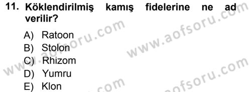 Tarla Bitkileri 2 Dersi 2014 - 2015 Yılı (Vize) Ara Sınav Soruları 11. Soru