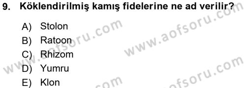 Tarla Bitkileri 2 Dersi 2015 - 2016 Yılı (Vize) Ara Sınav Soruları 9. Soru