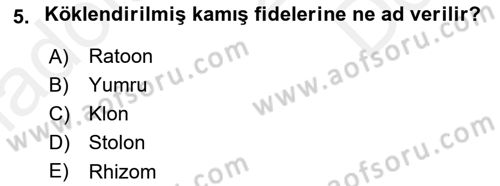 Tarla Bitkileri 2 Dersi 2017 - 2018 Yılı (Final) Dönem Sonu Sınav Soruları 5. Soru