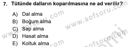 Tarla Bitkileri 2 Dersi 2020 - 2021 Yılı Yaz Okulu Sınav Soruları 7. Soru
