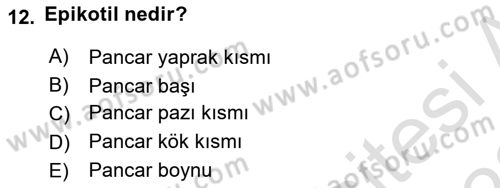Tarla Bitkileri 2 Dersi 2021 - 2022 Yılı (Vize) Ara Sınav Soruları 12. Soru