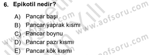 Tarla Bitkileri 2 Dersi 2021 - 2022 Yılı Yaz Okulu Sınav Soruları 6. Soru