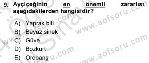 Tarla Bitkileri 2 Dersi 2023 - 2024 Yılı Yaz Okulu Sınav Soruları 9. Soru