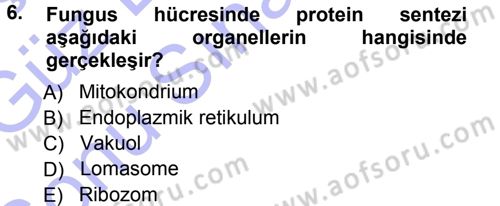 Fitopatoloji Dersi 2012 - 2013 Yılı (Final) Dönem Sonu Sınav Soruları 6. Soru