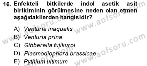 Fitopatoloji Dersi 2013 - 2014 Yılı (Vize) Ara Sınav Soruları 16. Soru
