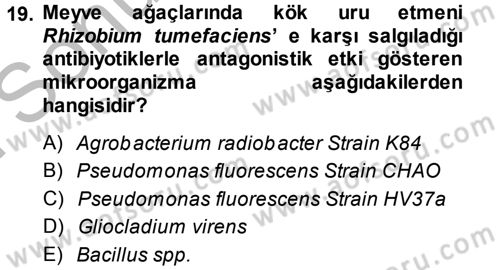 Fitopatoloji Dersi 2014 - 2015 Yılı (Final) Dönem Sonu Sınav Soruları 19. Soru