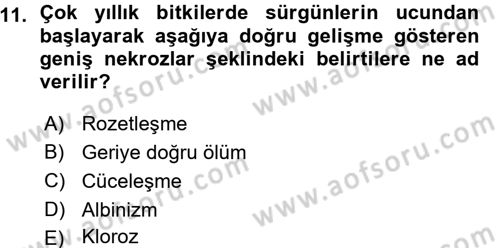 Fitopatoloji Dersi 2015 - 2016 Yılı (Vize) Ara Sınav Soruları 11. Soru