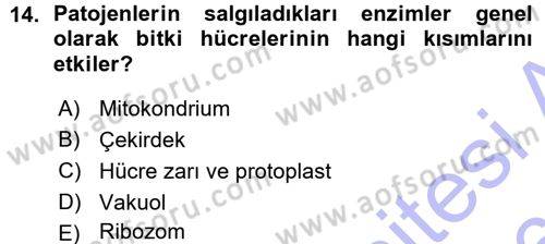 Fitopatoloji Dersi 2015 - 2016 Yılı (Vize) Ara Sınav Soruları 14. Soru