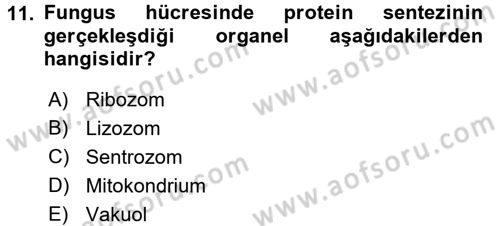 Fitopatoloji Dersi 2016 - 2017 Yılı 3 Ders Sınav Soruları 11. Soru