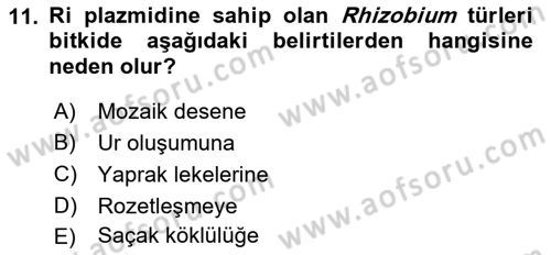 Fitopatoloji Dersi 2017 - 2018 Yılı 3 Ders Sınav Soruları 11. Soru