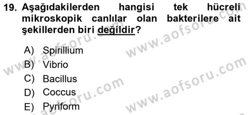 Fitopatoloji Dersi 2017 - 2018 Yılı 3 Ders Sınav Soruları 19. Soru
