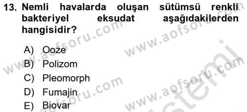 Fitopatoloji Dersi 2018 - 2019 Yılı 3 Ders Sınav Soruları 13. Soru