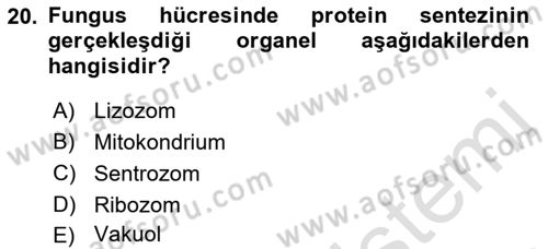Fitopatoloji Dersi 2018 - 2019 Yılı 3 Ders Sınav Soruları 20. Soru