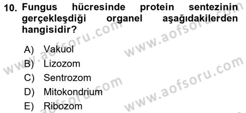 Fitopatoloji Dersi 2018 - 2019 Yılı (Final) Dönem Sonu Sınav Soruları 10. Soru