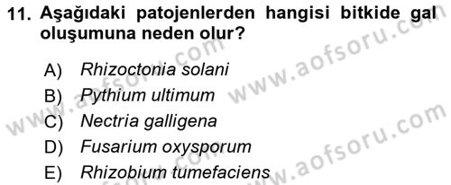 Fitopatoloji Dersi 2019 - 2020 Yılı (Vize) Ara Sınav Soruları 11. Soru