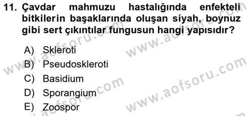Fitopatoloji Dersi 2020 - 2021 Yılı Yaz Okulu Sınav Soruları 11. Soru