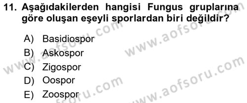 Fitopatoloji Dersi 2021 - 2022 Yılı Yaz Okulu Sınav Soruları 11. Soru