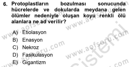 Fitopatoloji Dersi 2021 - 2022 Yılı Yaz Okulu Sınav Soruları 6. Soru