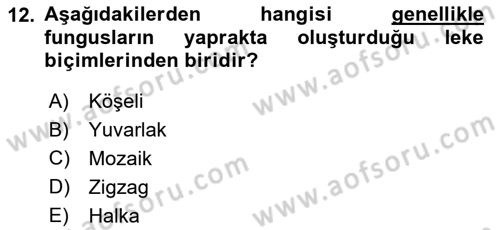 Fitopatoloji Dersi 2022 - 2023 Yılı (Vize) Ara Sınav Soruları 12. Soru
