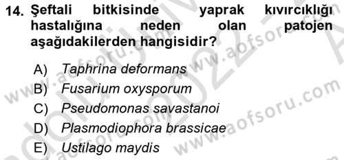 Fitopatoloji Dersi 2022 - 2023 Yılı (Vize) Ara Sınav Soruları 14. Soru