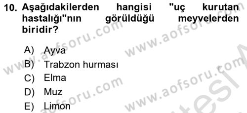 Fitopatoloji Dersi 2023 - 2024 Yılı (Vize) Ara Sınav Soruları 10. Soru