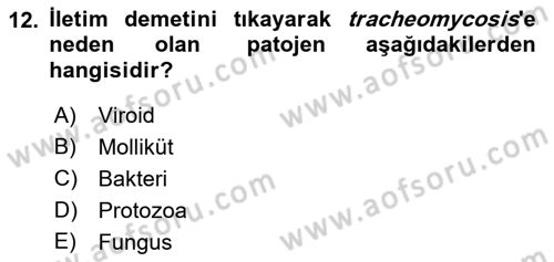 Fitopatoloji Dersi 2023 - 2024 Yılı (Vize) Ara Sınav Soruları 12. Soru
