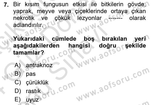 Fitopatoloji Dersi 2023 - 2024 Yılı (Final) Dönem Sonu Sınav Soruları 7. Soru