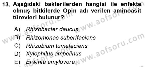 Fitopatoloji Dersi 2023 - 2024 Yılı Yaz Okulu Sınav Soruları 13. Soru