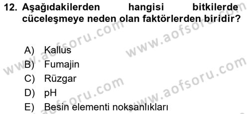 Fitopatoloji Dersi 2024 - 2025 Yılı (Vize) Ara Sınav Soruları 12. Soru