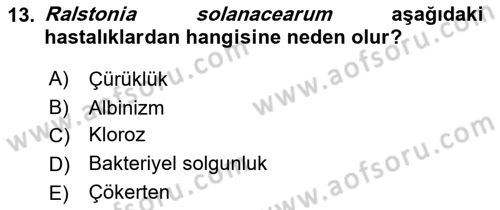 Fitopatoloji Dersi 2024 - 2025 Yılı (Vize) Ara Sınav Soruları 13. Soru