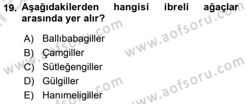 Fitopatoloji Dersi 2024 - 2025 Yılı (Vize) Ara Sınav Soruları 19. Soru