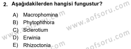 Fitopatoloji Dersi 2024 - 2025 Yılı (Vize) Ara Sınav Soruları 2. Soru