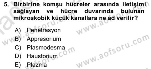 Fitopatoloji Dersi 2024 - 2025 Yılı (Vize) Ara Sınav Soruları 5. Soru