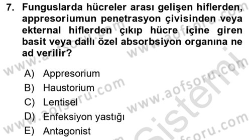 Fitopatoloji Dersi 2024 - 2025 Yılı (Vize) Ara Sınav Soruları 7. Soru