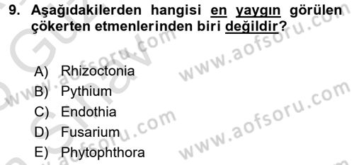 Fitopatoloji Dersi 2024 - 2025 Yılı (Vize) Ara Sınav Soruları 9. Soru