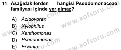 Fitopatoloji Dersi 2024 - 2025 Yılı (Final) Dönem Sonu Sınav Soruları 11. Soru